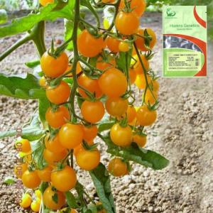 Tomate cherry - summer-sun-f1