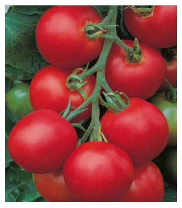 Seminte de tomate - Seminte tomate TOLSTOI F1 - 1000 SEMINTE