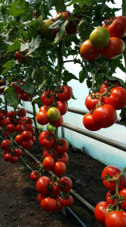 Nedeterminate - Seminte tomate Alamina F1 - 100 seminte