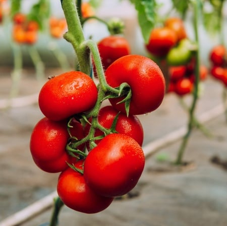 Nedeterminate - Seminte tomate JENISE F1 - 100 SEMINTE