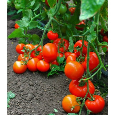 Semideterminate - Tomate Oltena F1 - 500 seminte