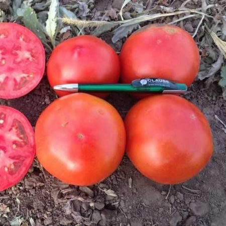 Determinate - Tomate SUPERNOVA F1 - 1000 seminte