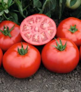 Determinate - Seminte tomate Tomsk F1- 1.000 seminte