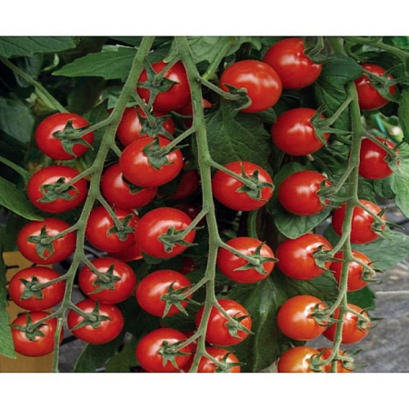 Tomate cherry - Seminte tomate Tropical F1 - 100 seminte