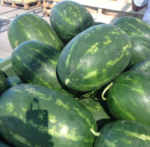 Seminte de pepeni verzi - varda-f1