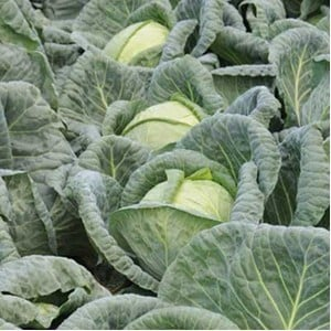 Seminte de legume - Seminte varza Padoc F1 - 2500 seminte de varza de vara-toamna consum stare proaspata