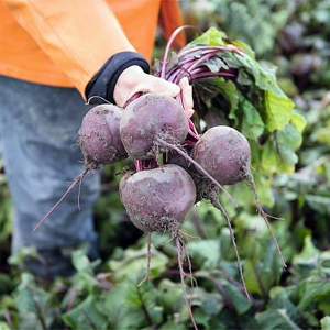 Seminte de legume - Seminte sfeclă roșie Wodan F1 - 50.000 semințe