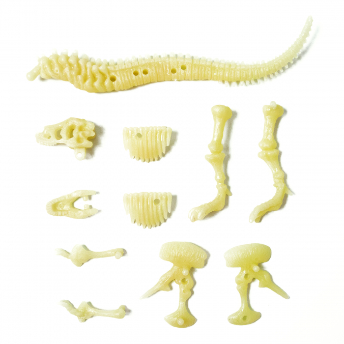 Fosila T-Rex fosforescenta , Sci:Bits [3]