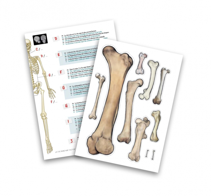 Schelet Gigant 45 cm - Anatomie pentru copii [2]