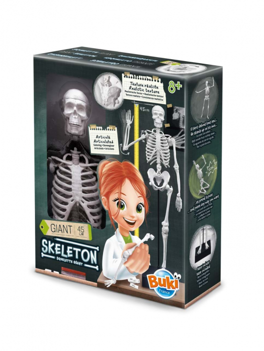 Schelet Gigant 45 cm - Anatomie pentru copii [4]
