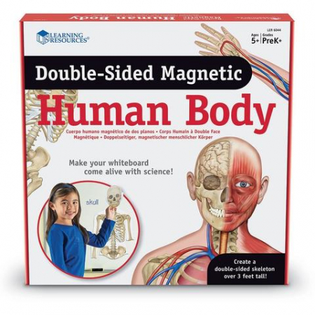 6-99 ani - Corpul uman - set magnetic
