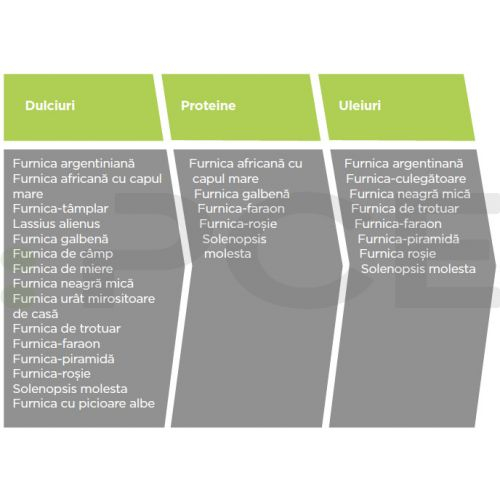 Advion Furnici Gel, 30 g, Eliminare Furnici + Kit Aplicare LittleDomi (Aplicator cu Piston, Bete de Portocal, Manusi) [4]