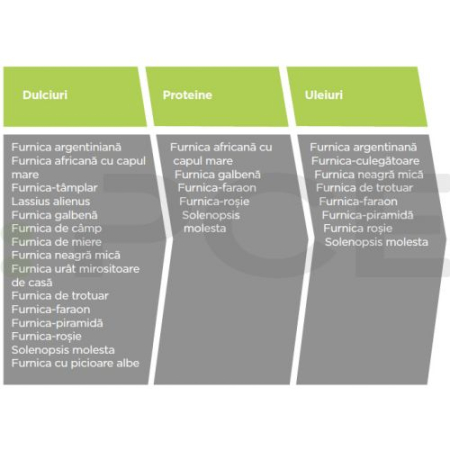 Advion Furnici Gel, 30 g, Eliminare Furnici + Kit Aplicare LittleDomi (Aplicator cu Piston, Bete de Portocal, Manusi) [3]