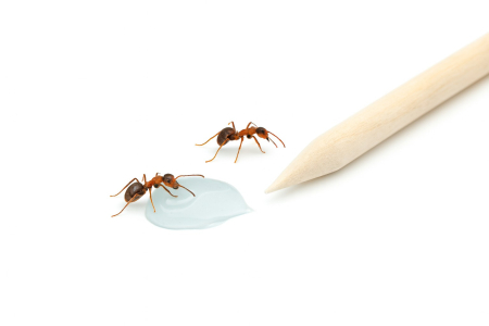 Advion Furnici Gel, 30 g, Eliminare Furnici + Kit Aplicare LittleDomi (Aplicator cu Piston, Bete de Portocal, Manusi) [1]