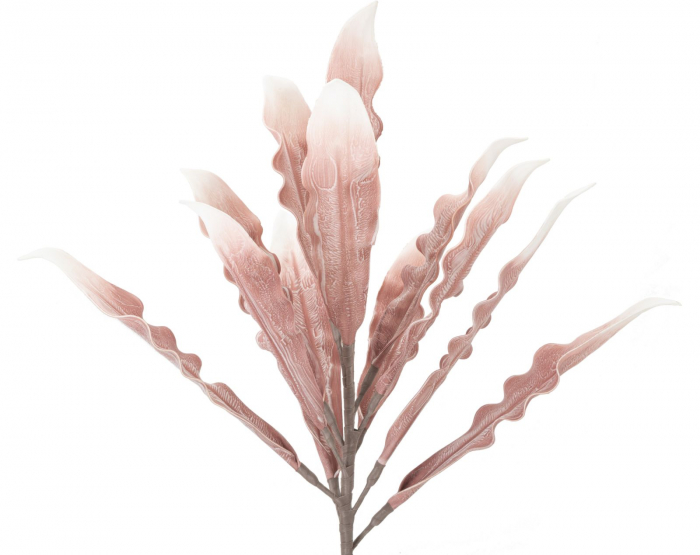Aloe roz cm ø 30x98 [2]