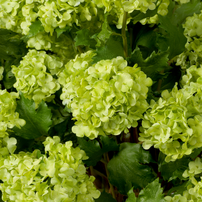 Buchet de hortensie bulgăre de zăpadă, verde, real touch, 36 buc [2]