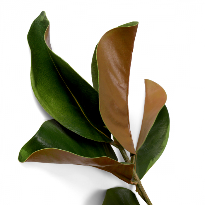 Buchet de magnolie 24 buc, Dims: Approximately | Ø 80  (CM) [4]