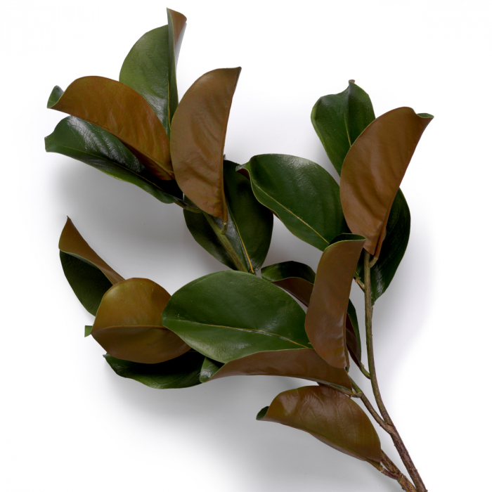 Buchet de magnolie 24 buc, Dims: Approximately | Ø 80  (CM) [3]
