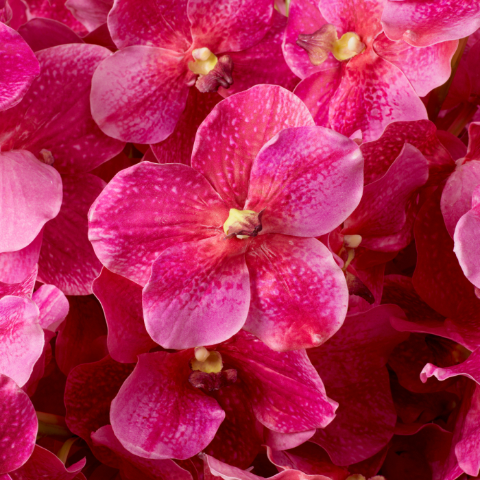 Buchet de Orhidee Vanda roz, real touch, 24 buc, Dims: Approximately | Ø 75  (CM) [2]