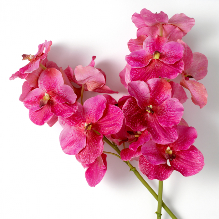 Buchet de Orhidee Vanda roz, real touch, 24 buc, Dims: Approximately | Ø 75  (CM) [3]