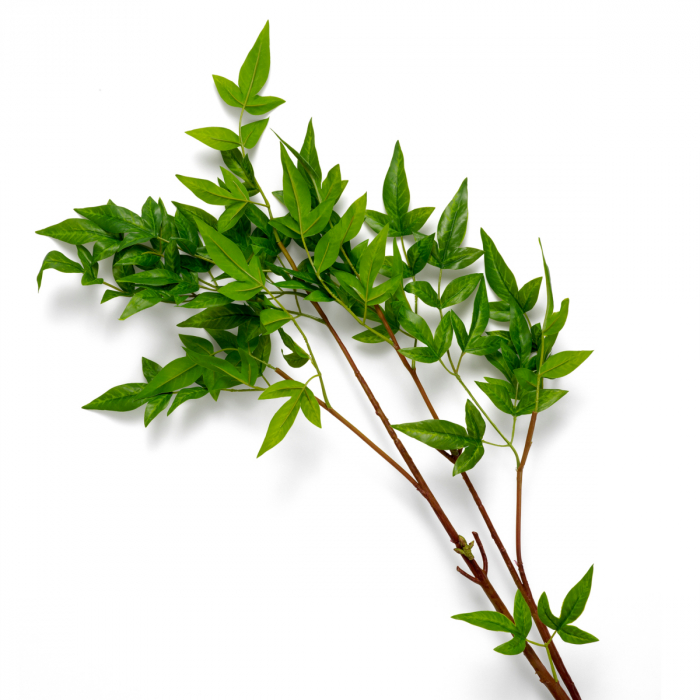Buchet Tender 36 buc, Dims: Approximately | Ø 80  (CM) [3]