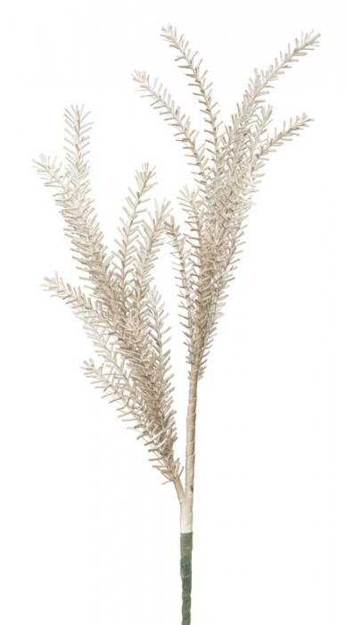 Bulrush maro cm ø 35x93 [2]