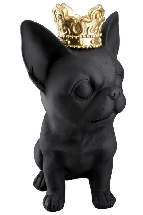 Chihuahua rasina Roxy Set 2  [6]