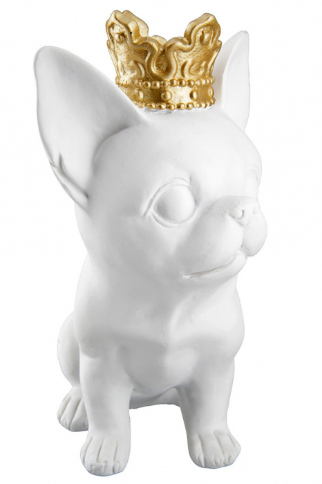 Chihuahua rasina Roxy Set 2  [5]