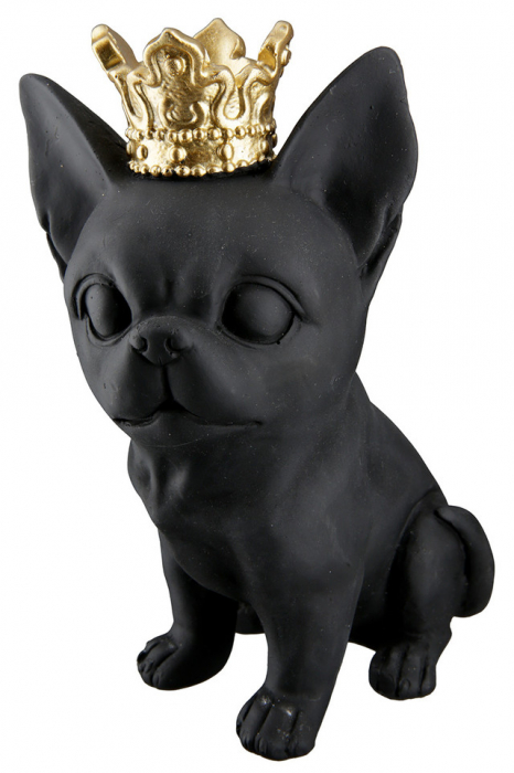 Chihuahua rasina Roxy Set 2  [4]