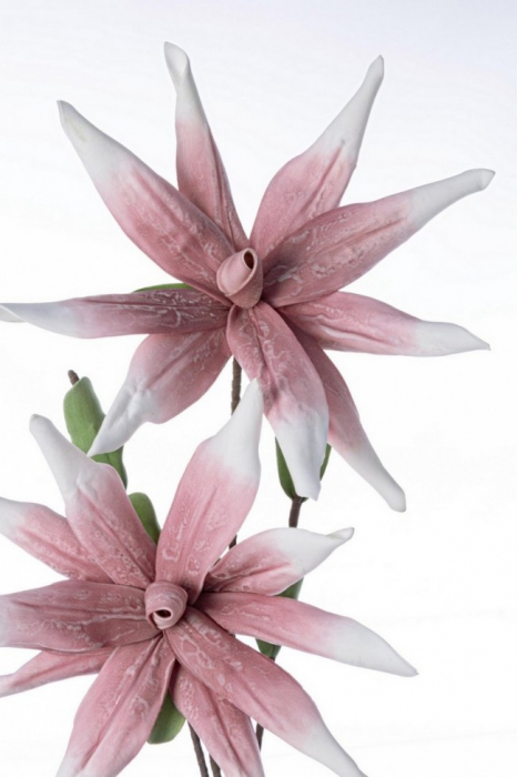 DECORATIUNE ALOE ROZ CHINENSIS X2F H125 [2]
