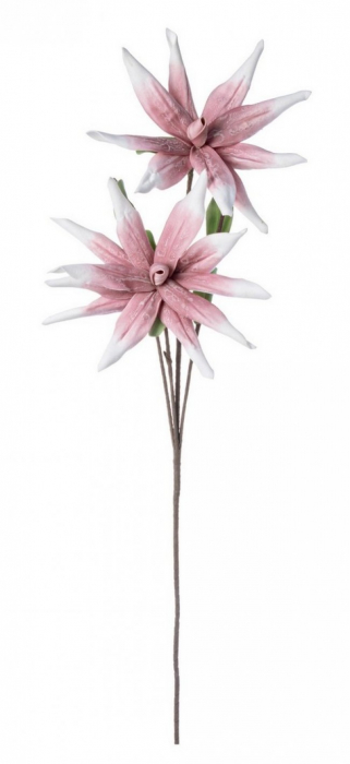 DECORATIUNE ALOE ROZ CHINENSIS X2F H125 [1]