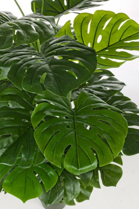 DECORATIUNE PLANTA FICUS CU GHIVECI 23FOND H120 [2]