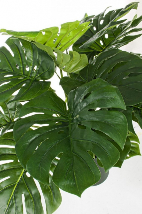 DECORATIUNE PLANTĂ FICUS CU GHIVECI 24FOND H65CM [2]
