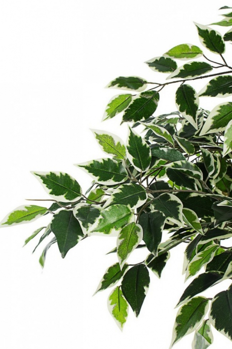 DECORATIUNE PLANTA FICUS VARIETATE IN GHIVECI X760F H120 [2]