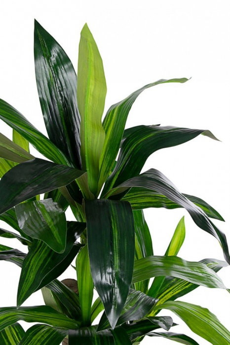 DECORATIUNE PLANTA IN GHIVECI DRACENA 65FRUNZINE H110 [2]