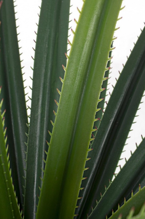DECORATIUNE PLANTA RUSCACEAE CU GHIVECI 28FOND H90CM [2]