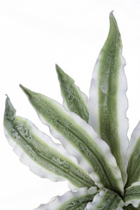 DECORATIUNE RAMURA DE ALOE VERDE VARIEGAT H98 [2]