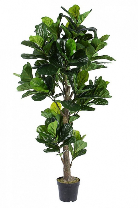 Ficus artificial Lyrata, Plastic, Verde, xx190 cm