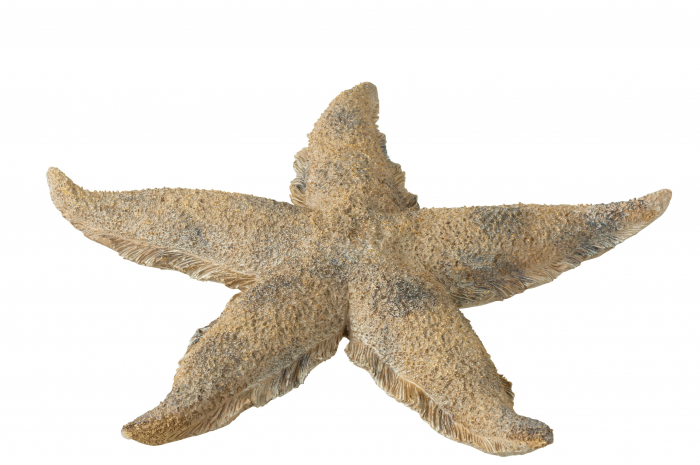 Figurina, STARFISH, L [1]