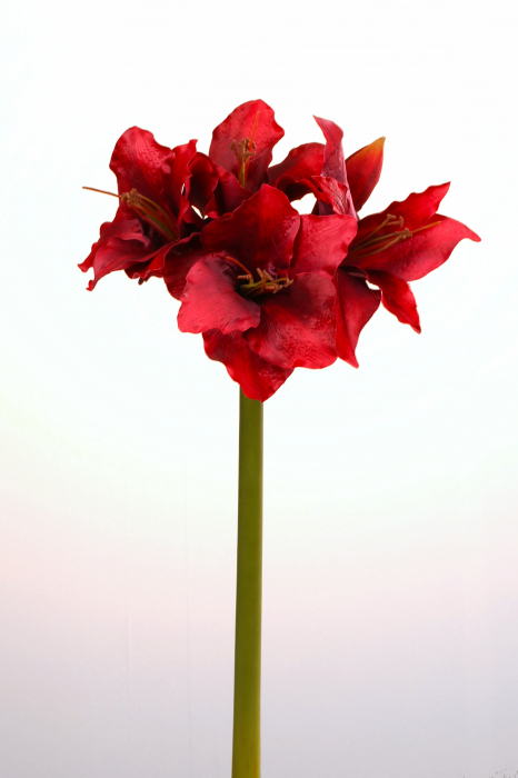 Poza Floare artificiala Amaryllis, Fibre artificiale, Rosu inchis, 61 cm
