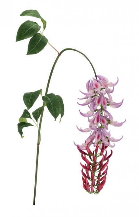 Floare Artificiala, Macuna Kaylin Violet H142Cm [1]
