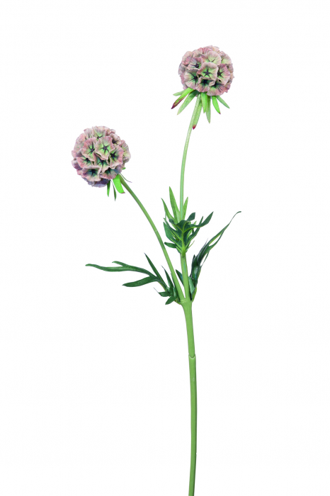 Poza Floare artificiala SCABIOSA, Fibre sintetice, Verde Roz, 55 cm