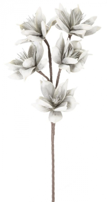 Poze Floare de iarna x5 gri cm o 20x97 lotusland.ro