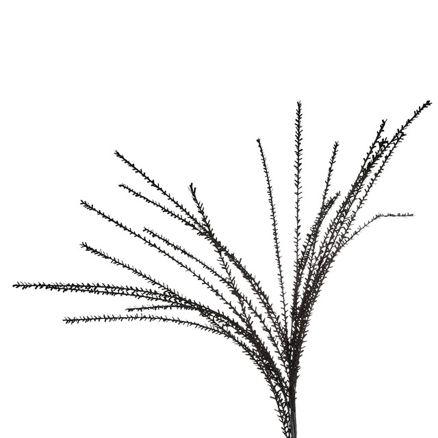 Floare spuma, NERO, Plastic, Negru, 9X9X121 cm [2]