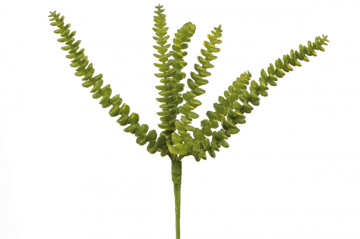 Frunze Suculente, Sintetice, verde, PU 24, H. 26 cm [2]