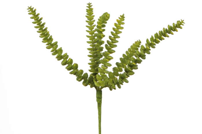 Frunze Suculente, Sintetice, verde, PU 24, H. 26 cm [1]