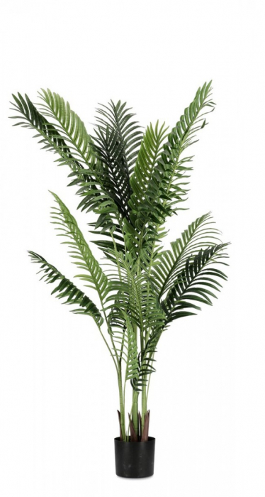 Kenzia Planta cu ghiveci 17 Frunze160 [1]
