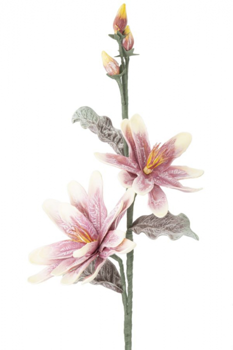 Magnolia x2 violet cm ø 25x98 [2]
