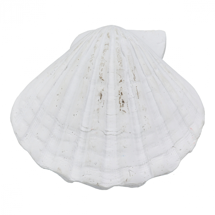Obiect de decor, Shell, Vintage, Poly, alb, PU 12, 2 buc. asortate, L. 7 cm, L. 19 cm, H. 6 cm [4]