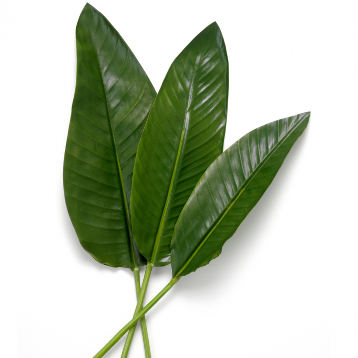 Pachet frunze de Strelitzia 36 buc, Dims: Approximately | Ø 80  (CM) [3]